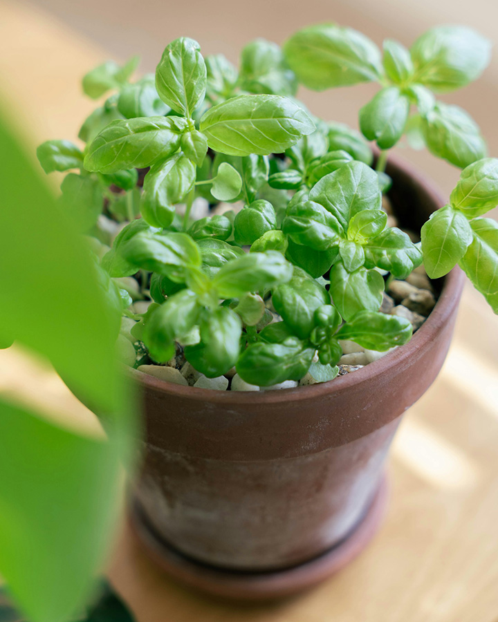 Planta de albahaca en maceta