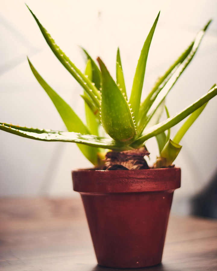 Planta de aloe vera en maceta