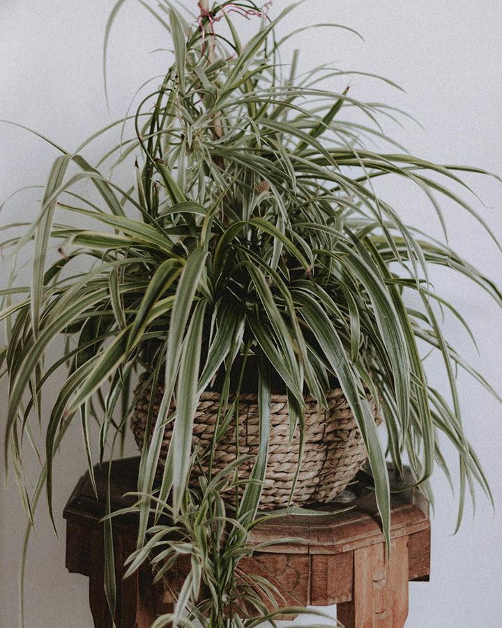 Planta de cinta o malamadre en maceta