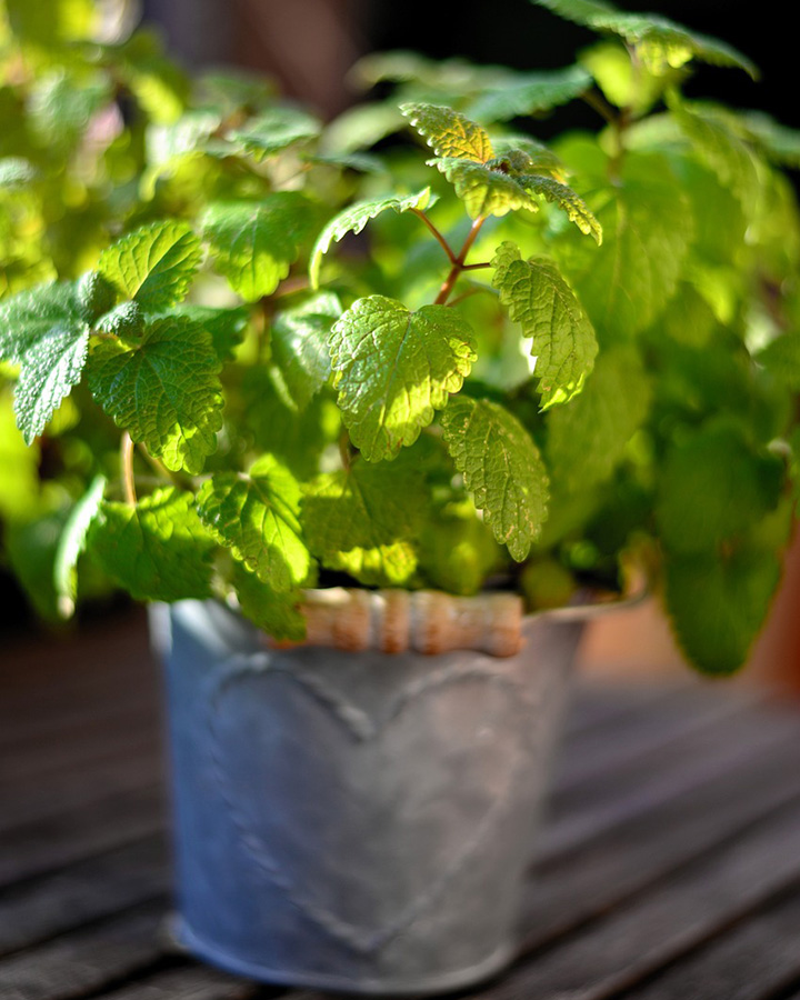 Planta de menta en maceta
