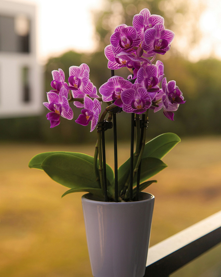 Orquídeas en maceta