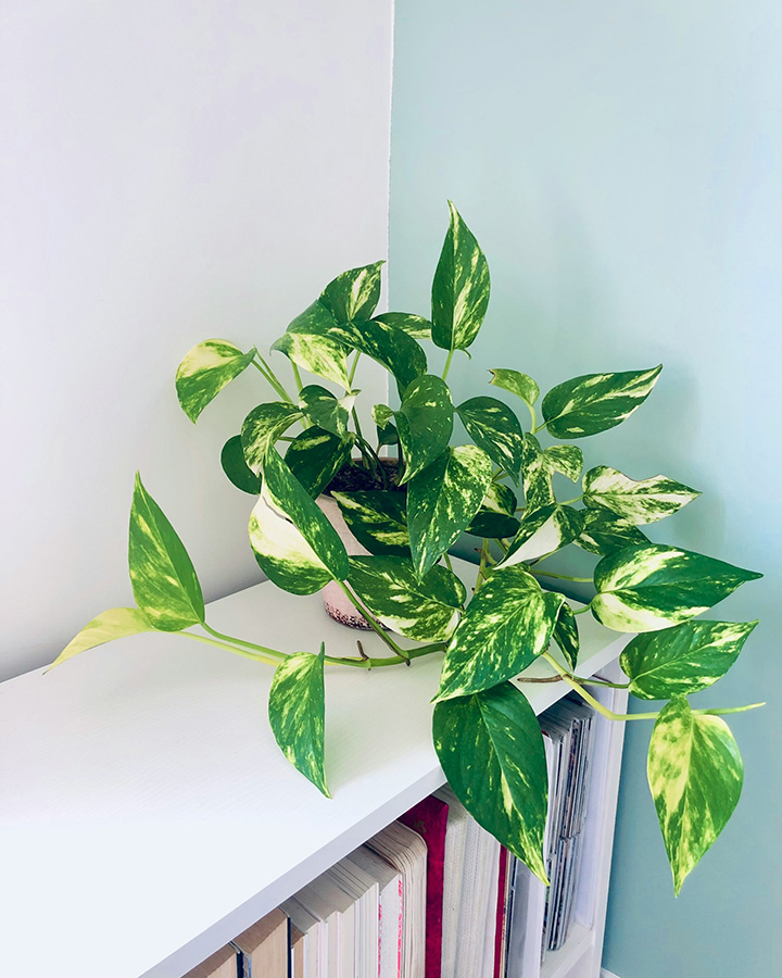 Planta de poto en maceta