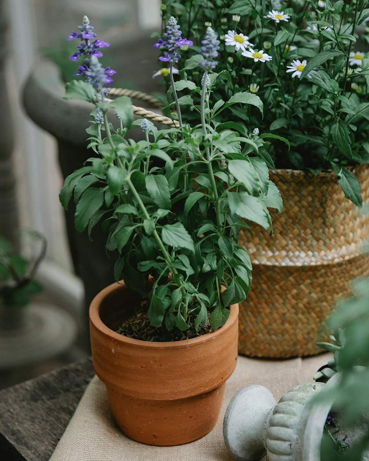 Planta de salvia en maceta